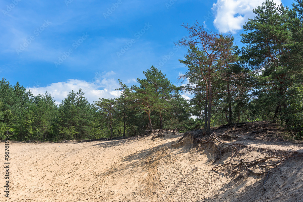 Forest landscape with sandy ground Forest landscape with sandy ground