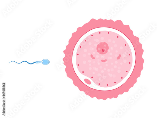 Reproductive system concept