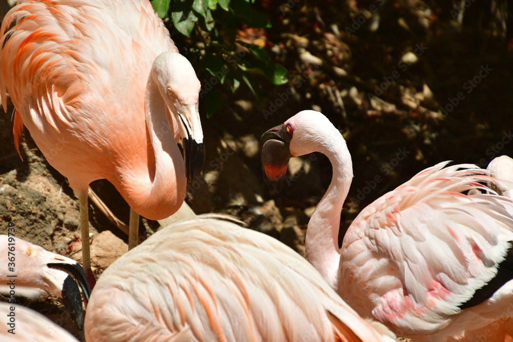 Fototapeta premium FLAMENCOS