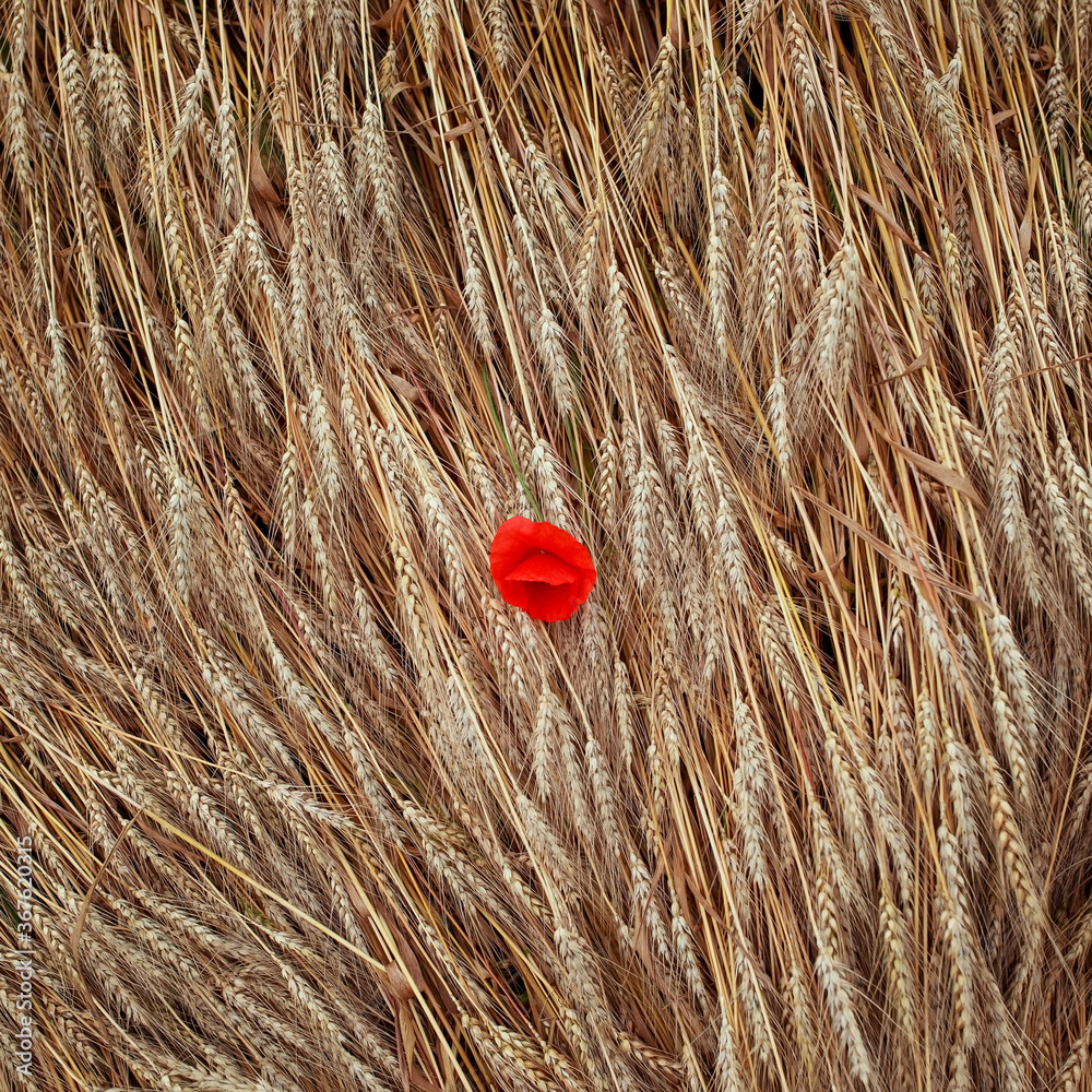 Fotografie square natural background top view of ears Golden wheat crop and red flowers pop