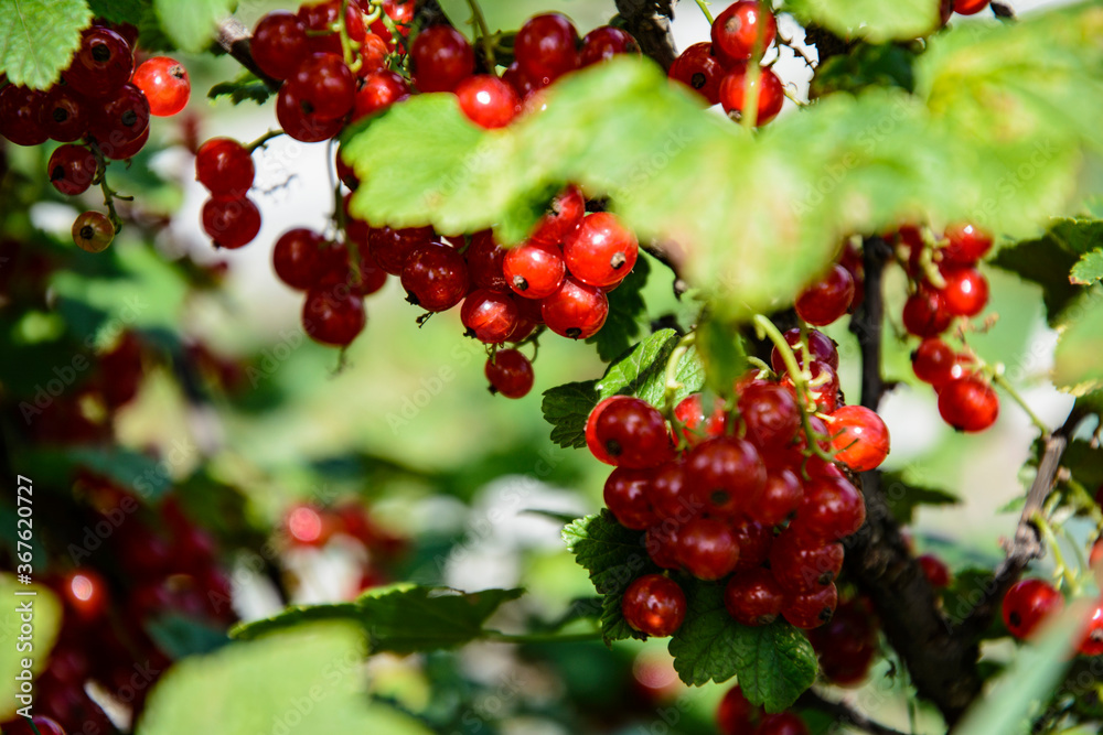 Fresh harvest of tasty and healthy red currant berries.