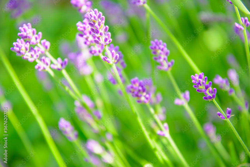 Purple Fragrant Lovanda Flowers, Perfume Ingredient, Aromatherapy.