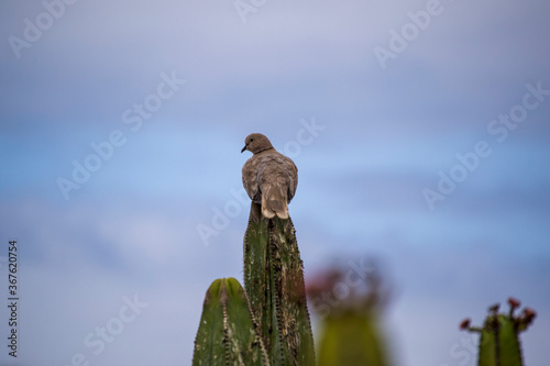 Pigeon sitting on a cactus