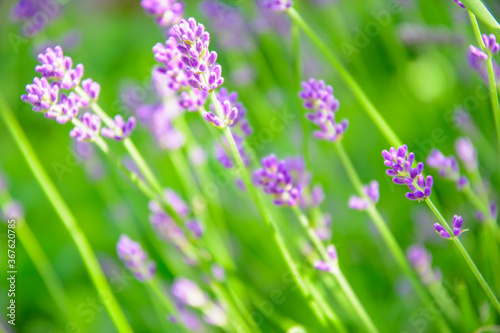 Purple Fragrant Lovanda Flowers  Perfume Ingredient  Aromatherapy.