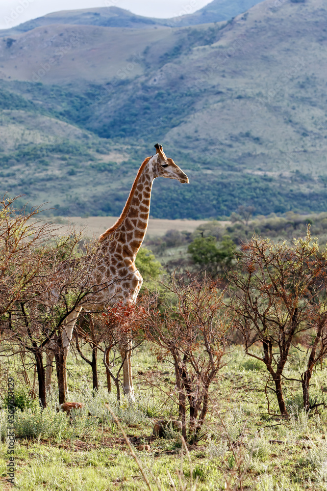 Obraz premium giraffe standing in the beautiful landscape in a Game Reserve in Kwa Zulu Natal in South Africa
