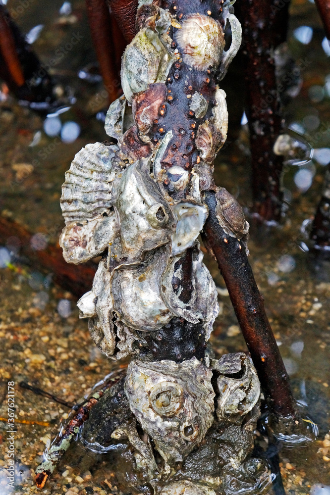 Mangrove oysters (Crassostrea gasar)