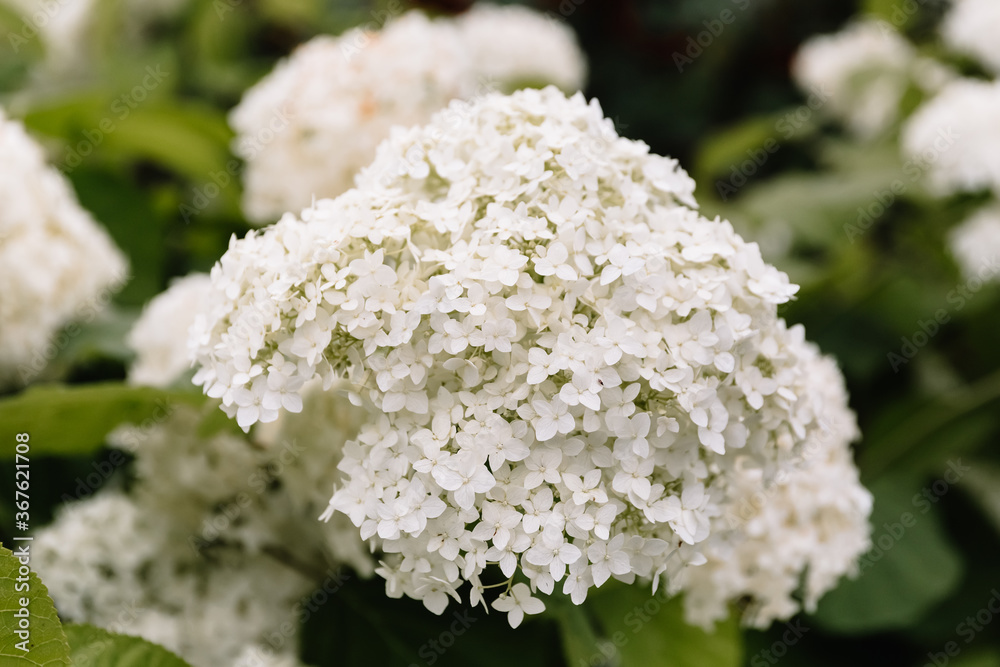 A large blooming white hydrangea. Decorating element in landscape design. Used in wedding decor and bouquet. A large blooming white hydrangea. Decorating element in landscape design. Used in wedding decor and bouquet.