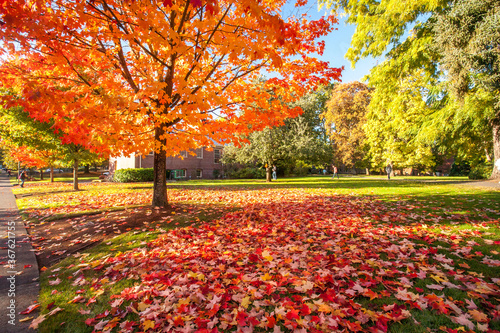 Eugene, Oregon;  A colorful maple tree with leaves on the tree and ground on the university of Oregon Campus in Eugene.