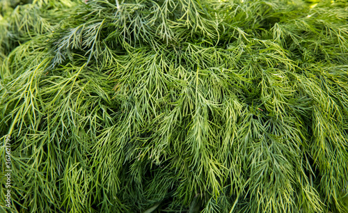 Dill weed. Fresh dill greens.