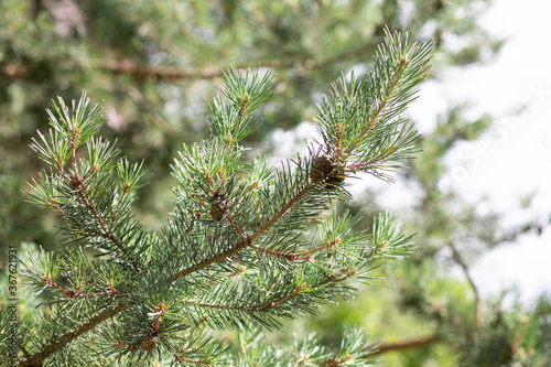 Green pine branches with cones 