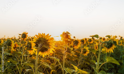 Sunflowers field at sunrise. Sunflower heads are directed towards the sun