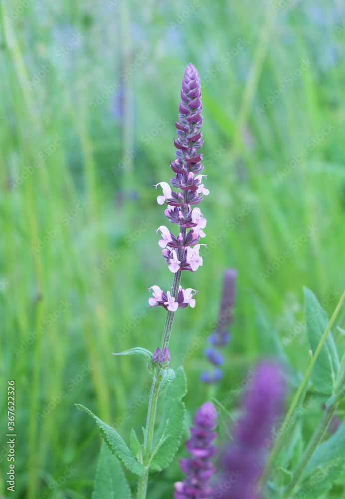 Salvia plant (sage oak), ornamental plant in the flowerbed, macro photo, selective focus, blurred background. Salvia plant (sage oak), ornamental plant in the flowerbed, macro photo, selective focus, blurred background.