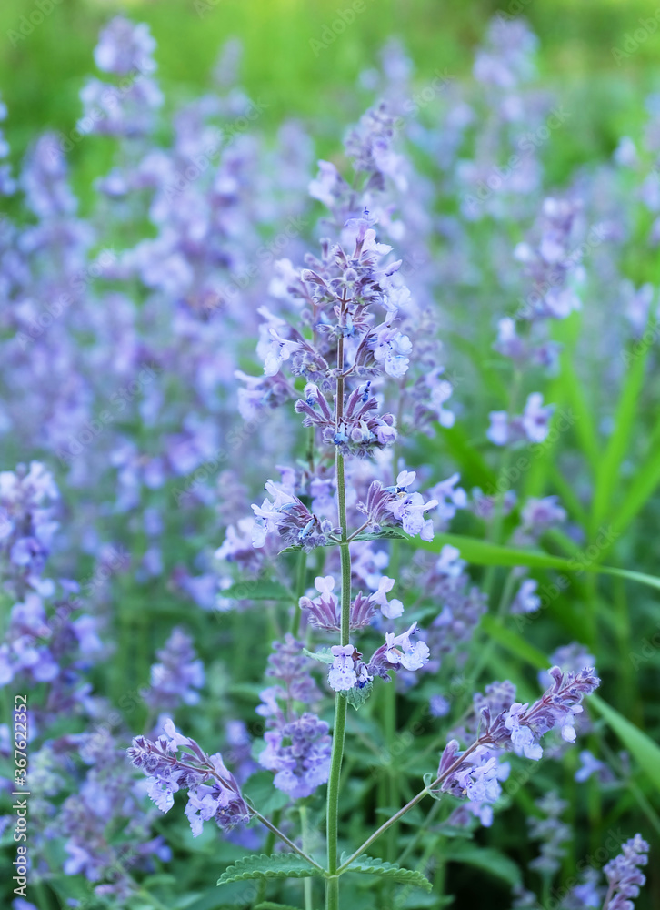 Obraz premium Blue salvia(Salvia azurea) flowers on a flowerbed, macro photo, selective focus, blurred background.