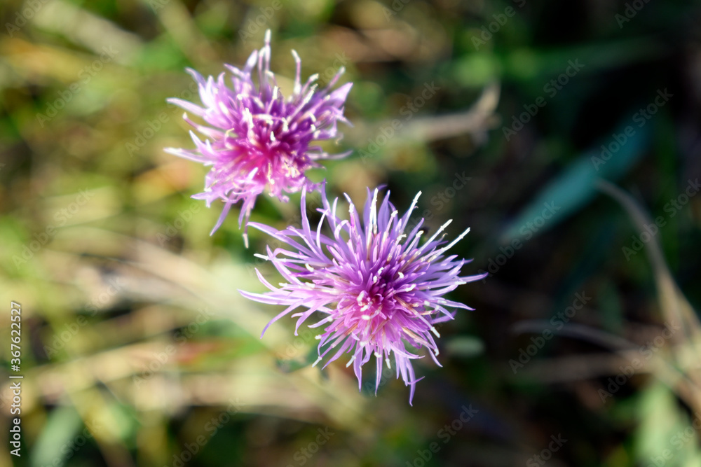 Photo of a beautiful wild flower Photo of a beautiful wild flower