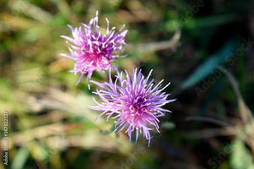 Photo of a beautiful wild flower