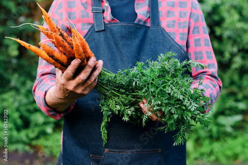 Fresh organic vegetables. Healthy food concept. Carrots in farmers hands