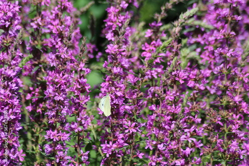 Small white butterfly on a purple flower.