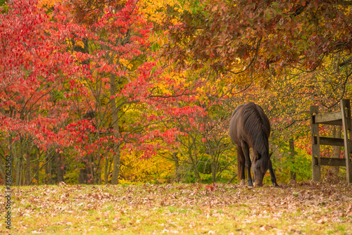 One brown horse in a Fall setting with red and yellow colored foliage.
