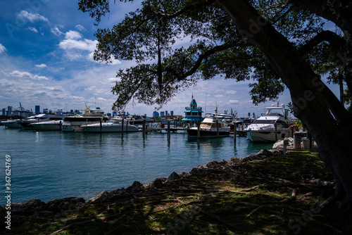 Yachts in Miami Beach. View from the shore. Tree and yachts in the bay. © Tverdokhlib