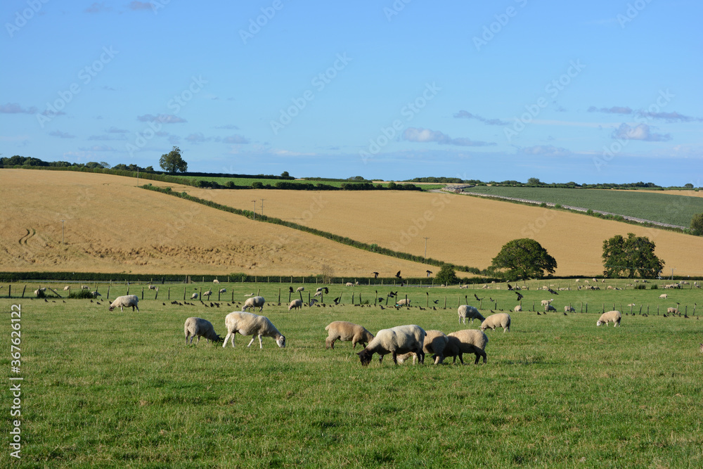 Sheep grazing in a pasture field with harvested wheat fields beyond, North Yorkshire, England Sheep grazing in a pasture field with harvested wheat fields beyond, North Yorkshire, England