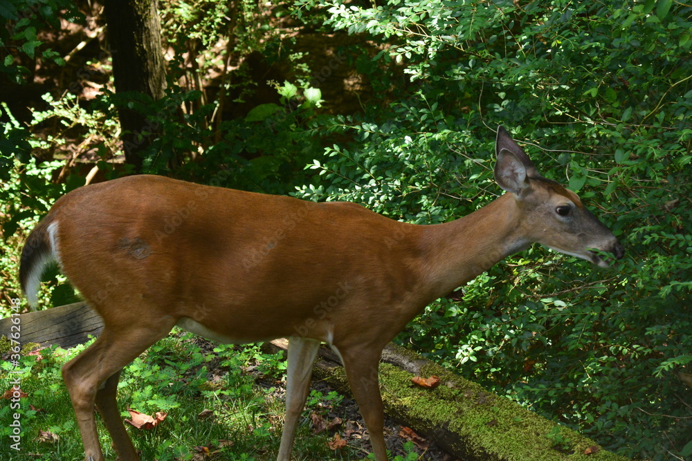 Beautiful doe close-up. Beautiful doe close-up.