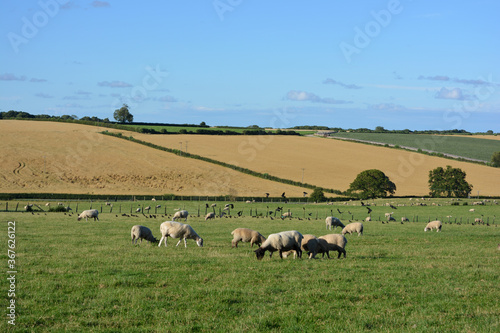 Sheep grazing in a pasture field with harvested wheat fields beyond, North Yorkshire, England