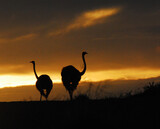Africa- Ostriches in a Safari Sunrise of South Africa