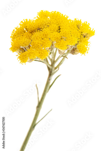 Helichrysum flowers