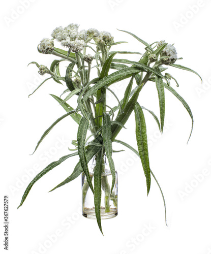 Anaphalis margaritacea (western pearly everlasting or pearly everlasting) in a glass vessel on a white background photo