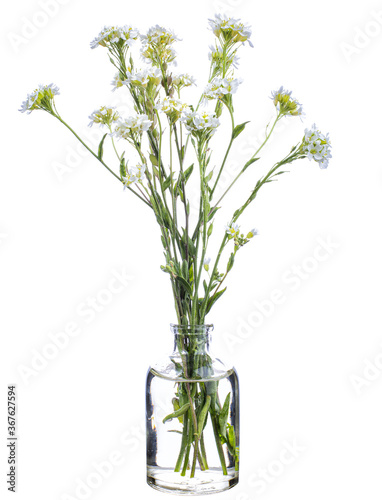 Berteroa incana (hoary alyssum or false hoary madwort) in a vase on a white background