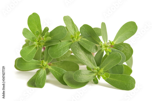 Common purslane