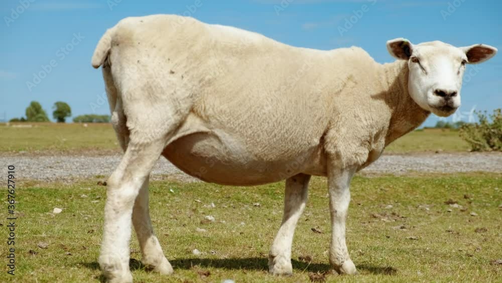 A pair of rams grazing in an organic farmland with wind turbines in the background A pair of rams grazing in an organic farmland with wind turbines in the background