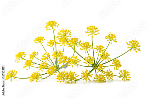Wild fennel flowers