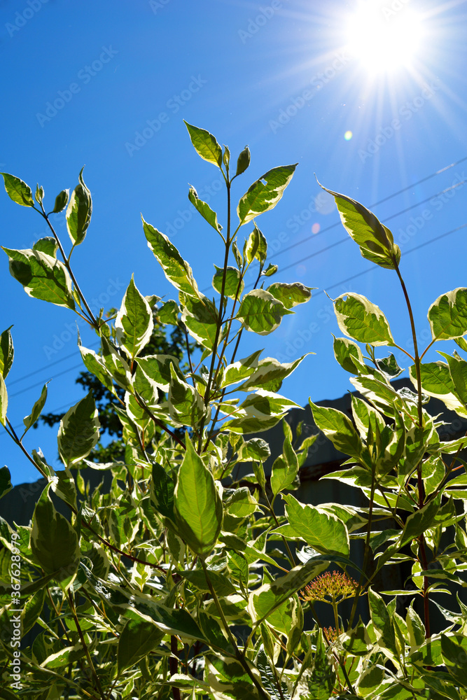 Leaves of an ornamental shrub against the blue sky in the sun. Vertical photo. Leaves of an ornamental shrub against the blue sky in the sun. Vertical photo.
