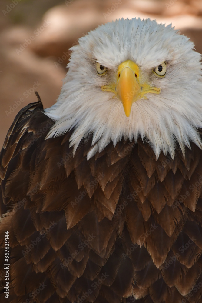 Obraz premium ÁGUILA CALVA