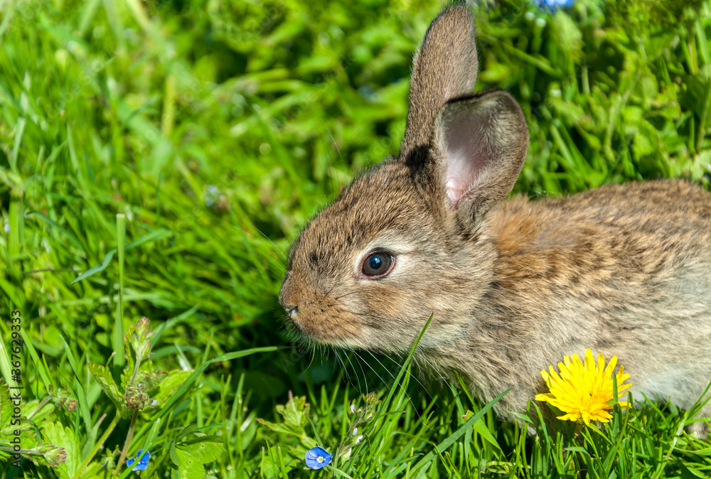 Fototapeta premium A little hare lurked in the green grass. Close-up side view of the animal.