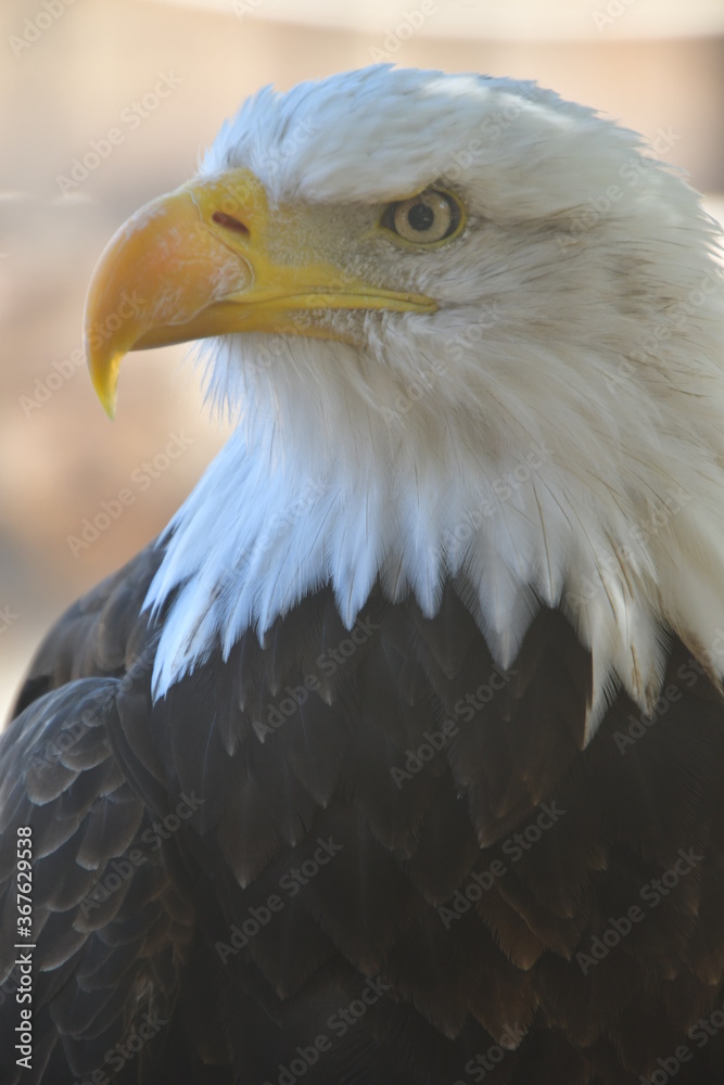 Obraz premium ÁGUILA CALVA