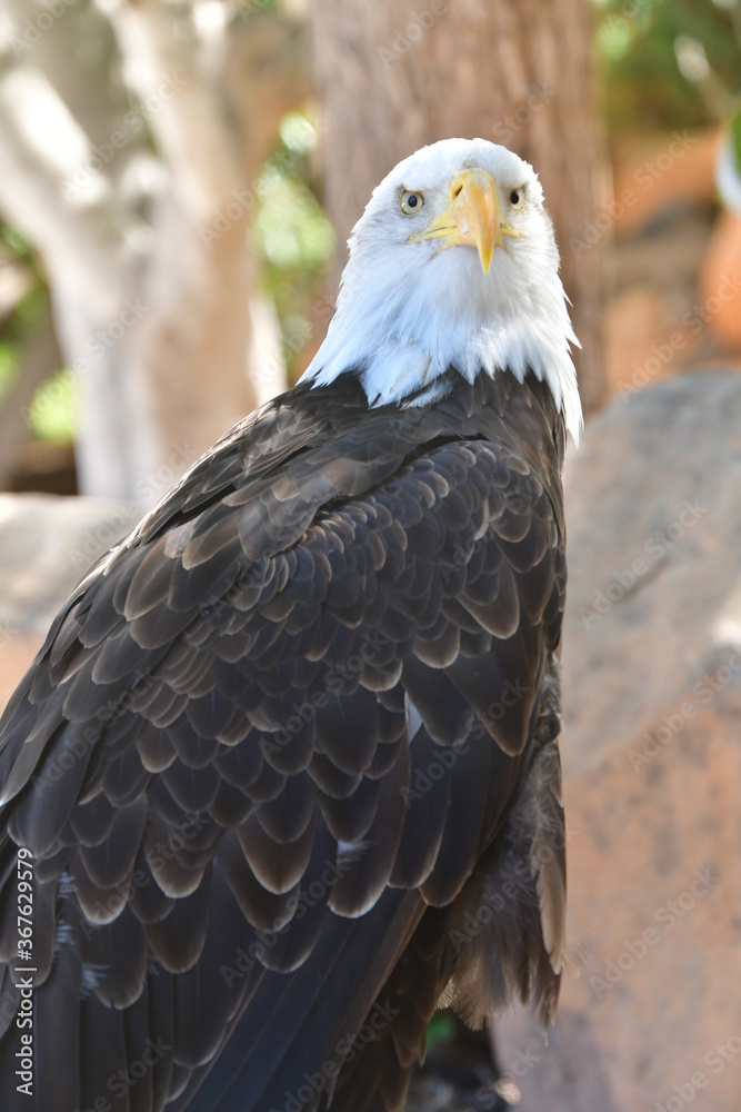Fototapeta premium ÁGUILA CALVA
