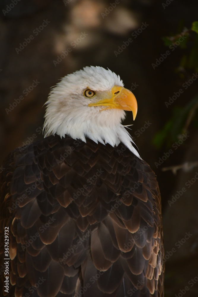 Fototapeta premium ÁGUILA CALVA