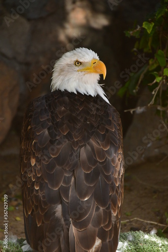   GUILA CALVA