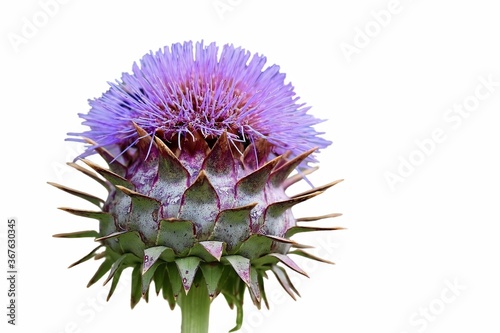 Fotografía artichoke cynara cardunculus blossom.