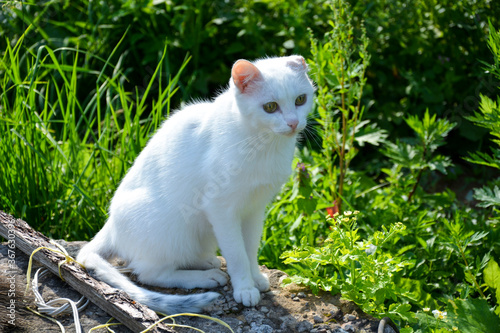 A white cat sits on the street in summer and looks away. The cat doesn't have one ear.