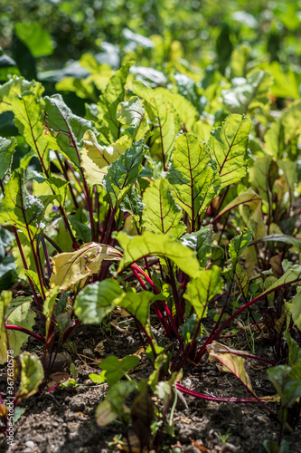 Thick bushy leaves from a bed of young beetroot plants growing in the sun.