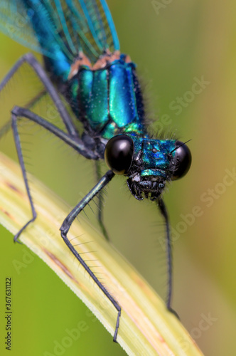 Macro Head On Shot Of A Male Banded Demoiselle Damselfly, Calopteryx splendens, Resting On A Reed. Taken at Moors Valley UK © Martin