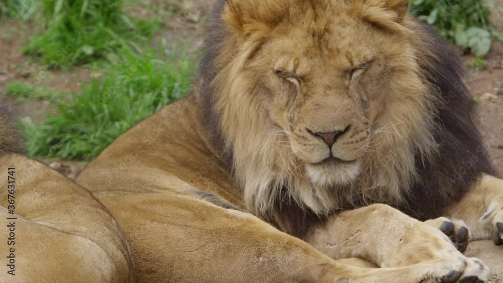 sleepy male lions pan from one to other yawning slow motion sleepy male lions pan from one to other yawning slow motion