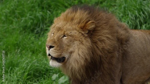 male lion with scars slow motion photo