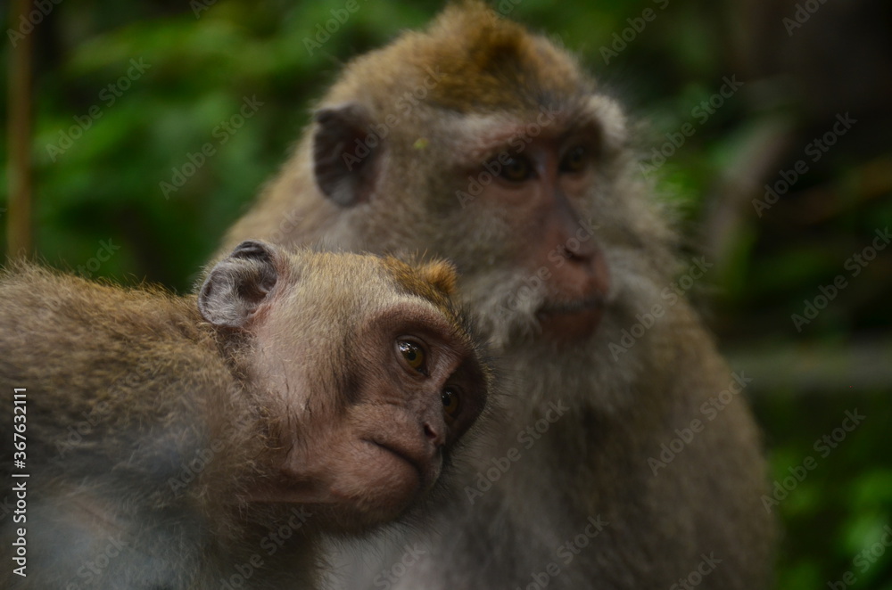 Monkey forest Bali 2