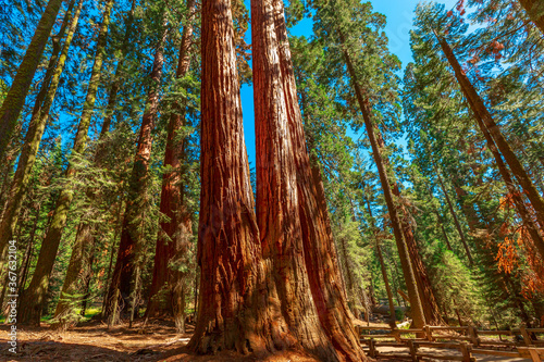 The Tough Twins sequoia trees in Sequoia National Park of California, United States of America.