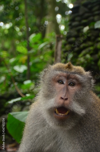 Monkey forest Bali © Henri
