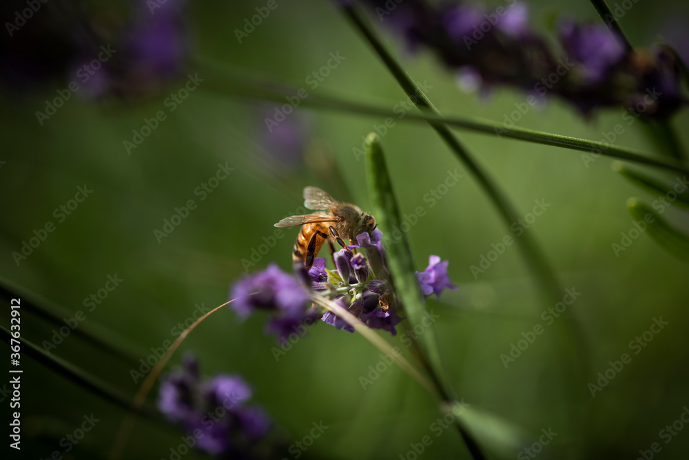 Macro of Bee on Lavender Macro of Bee on Lavender
